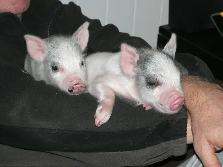two of our darling pigs.